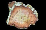 Colorful Petrified Wood (Araucaria) Limb - Madagascar #128204-1